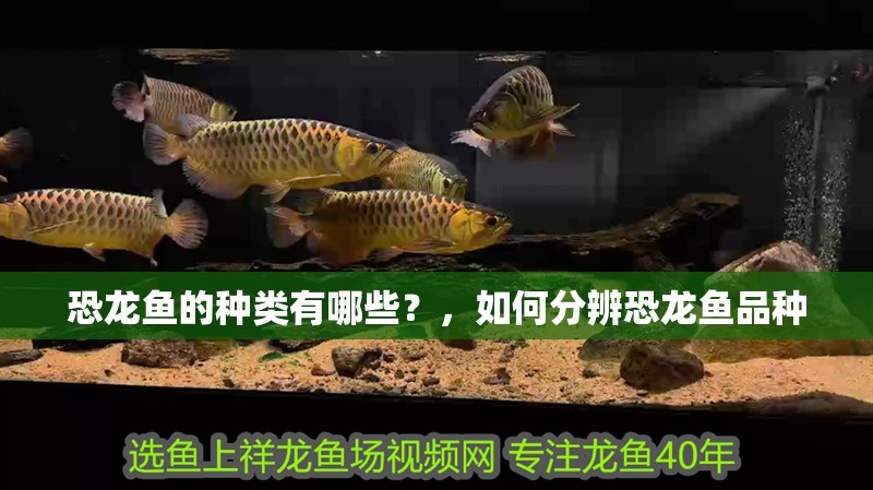 恐龍魚的種類有哪些？，如何分辨恐龍魚品種