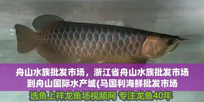 舟山水族批發市場，浙江省舟山水族批發市場到舟山國際水產城(馬國利海鮮批發市場
