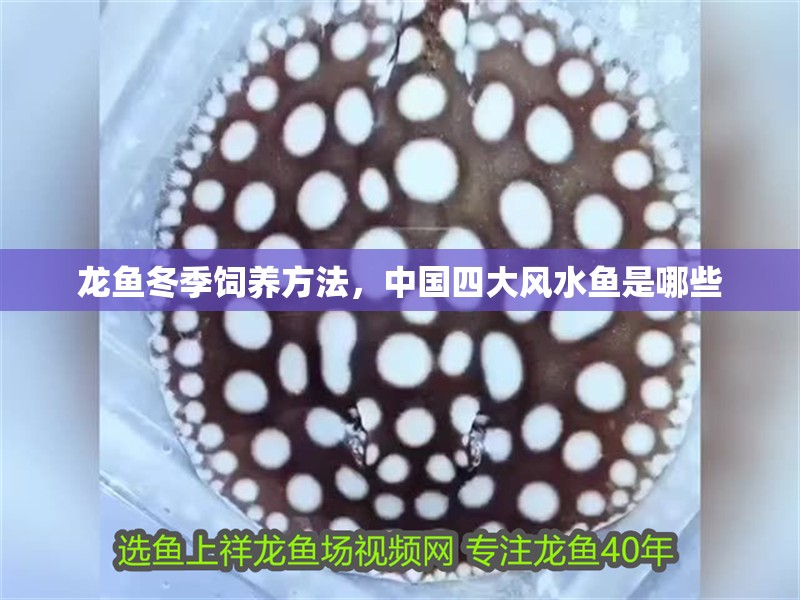 龍魚冬季飼養方法，中國四大風水魚是哪些
