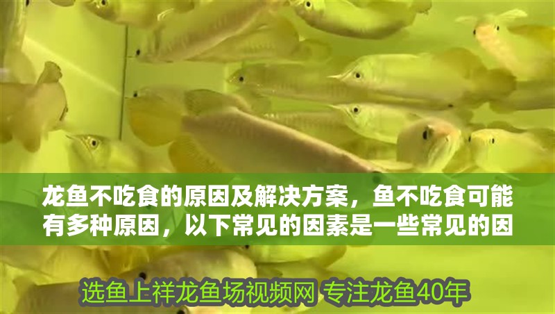 龍魚不吃食的原因及解決方案，魚不吃食可能有多種原因，以下常見的因素是一些常見的因素