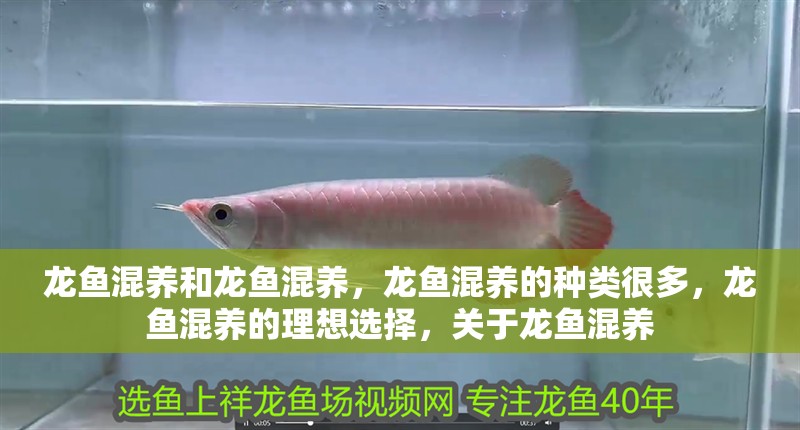 龍魚混養和龍魚混養，龍魚混養的種類很多，龍魚混養的理想選擇，關于龍魚混養