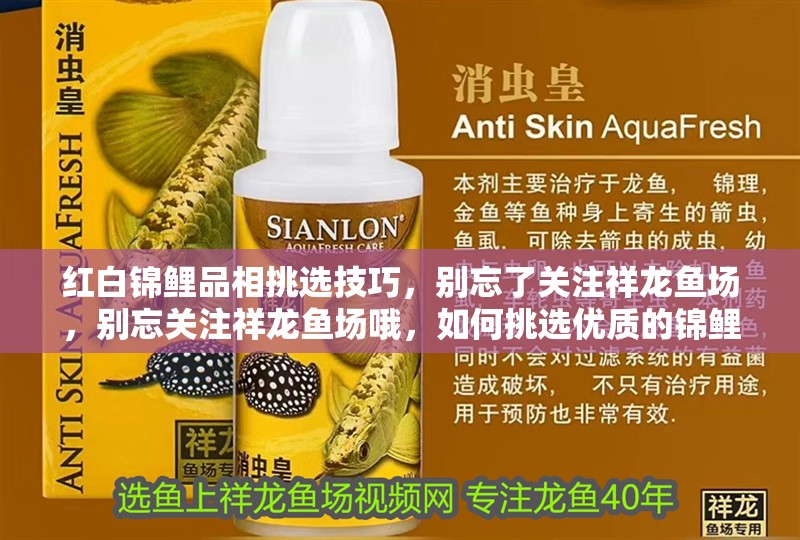 紅白錦鯉品相挑選技巧，別忘了關(guān)注祥龍魚場，別忘關(guān)注祥龍魚場哦，如何挑選優(yōu)質(zhì)的錦鯉魚