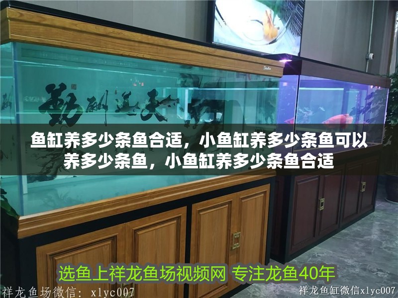 魚缸養多少條魚合適，小魚缸養多少條魚可以養多少條魚，小魚缸養多少條魚合適