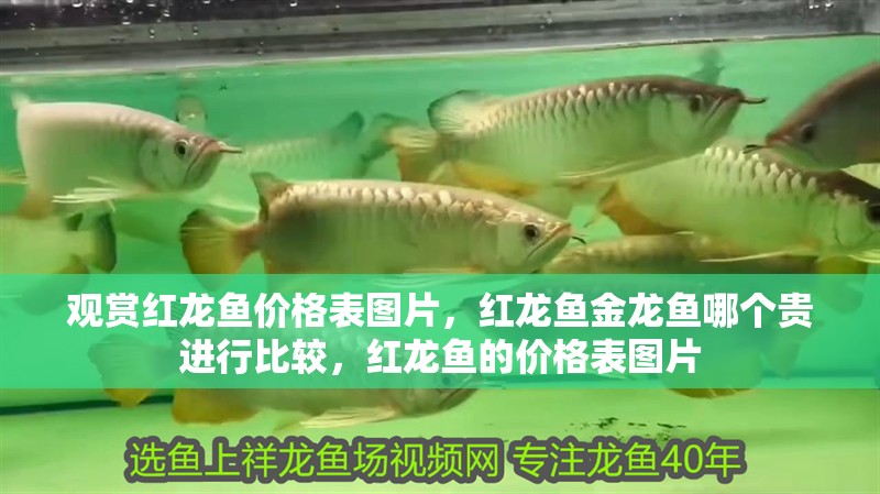 觀賞紅龍魚價格表圖片，紅龍魚金龍魚哪個貴進行比較，紅龍魚的價格表圖片