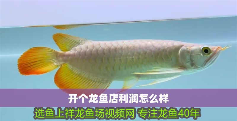 開個龍魚店利潤怎么樣