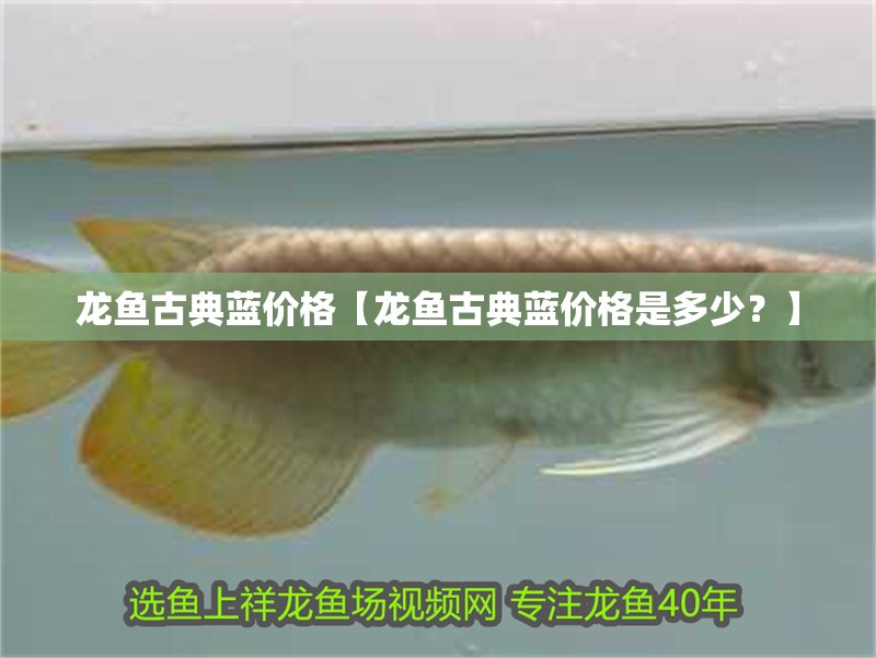 龍魚古典藍價格【龍魚古典藍價格是多少？】