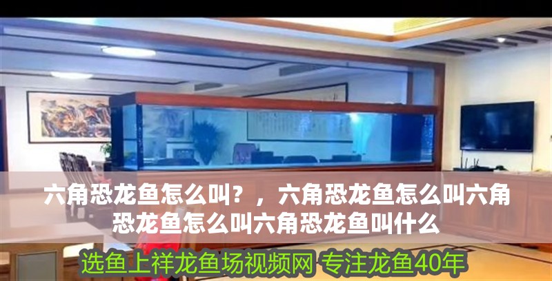 六角恐龍魚怎么叫？，六角恐龍魚怎么叫六角恐龍魚怎么叫六角恐龍魚叫什么