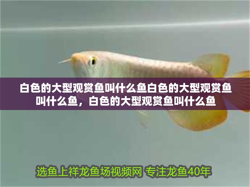 白色的大型觀賞魚叫什么魚白色的大型觀賞魚叫什么魚，白色的大型觀賞魚叫什么魚