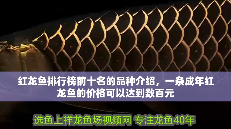 紅龍魚排行榜前十名的品種介紹，一條成年紅龍魚的價格可以達到數百元