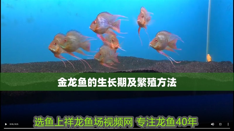 金龍魚的生長期及繁殖方法