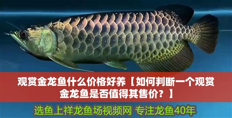 觀賞金龍魚什么價格好養(yǎng)【如何判斷一個觀賞金龍魚是否值得其售價？】