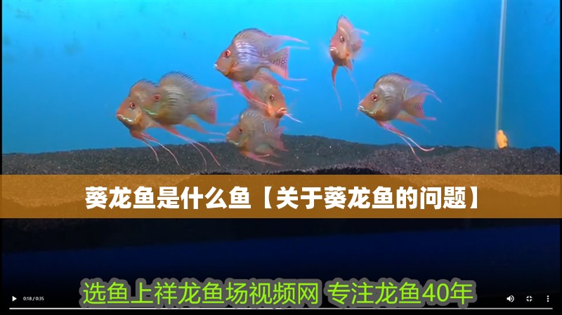 葵龍魚是什么魚【關于葵龍魚的問題】