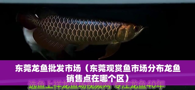 東莞龍魚批發市場（東莞觀賞魚市場分布龍魚銷售點在哪個區）