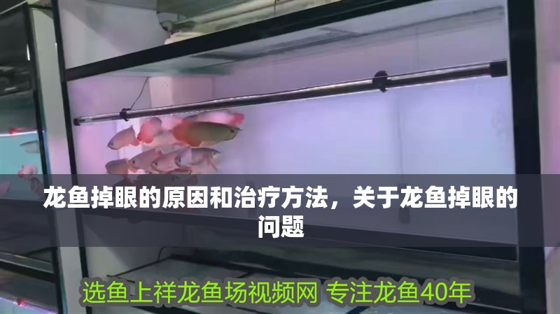 龍魚掉眼的原因和治療方法，關于龍魚掉眼的問題