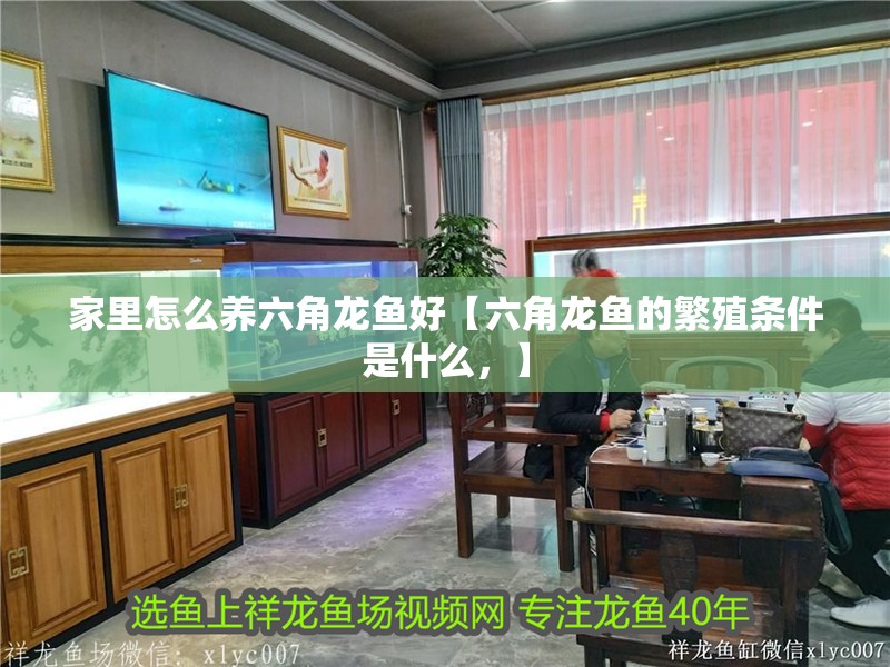 家里怎么養(yǎng)六角龍魚好【六角龍魚的繁殖條件是什么，】