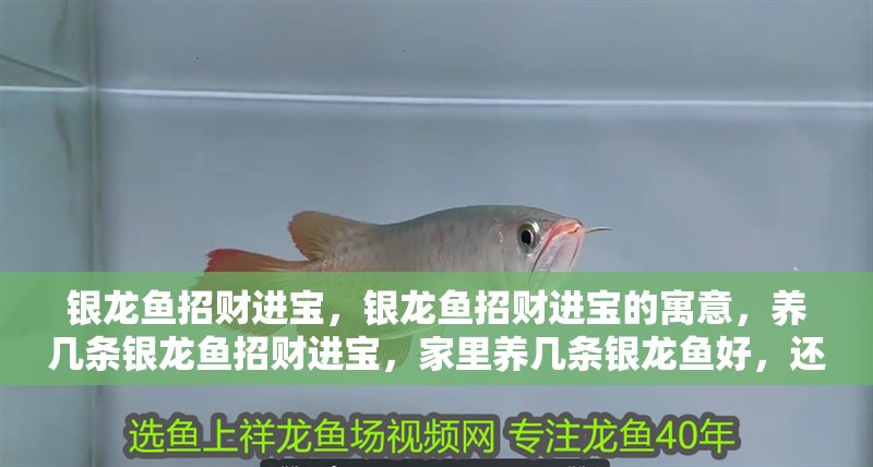 銀龍魚招財進寶，銀龍魚招財進寶的寓意，養幾條銀龍魚招財進寶，家里養幾條銀龍魚好，還是養幾條錦鯉魚好？