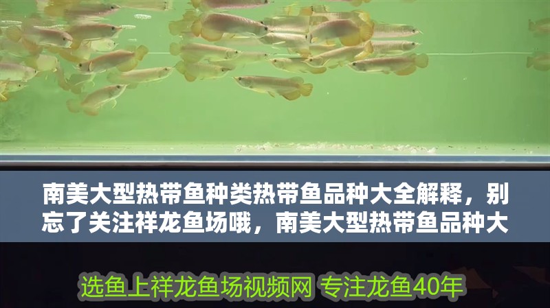 南美大型熱帶魚種類熱帶魚品種大全解釋，別忘了關(guān)注祥龍魚場哦，南美大型熱帶魚品種大全