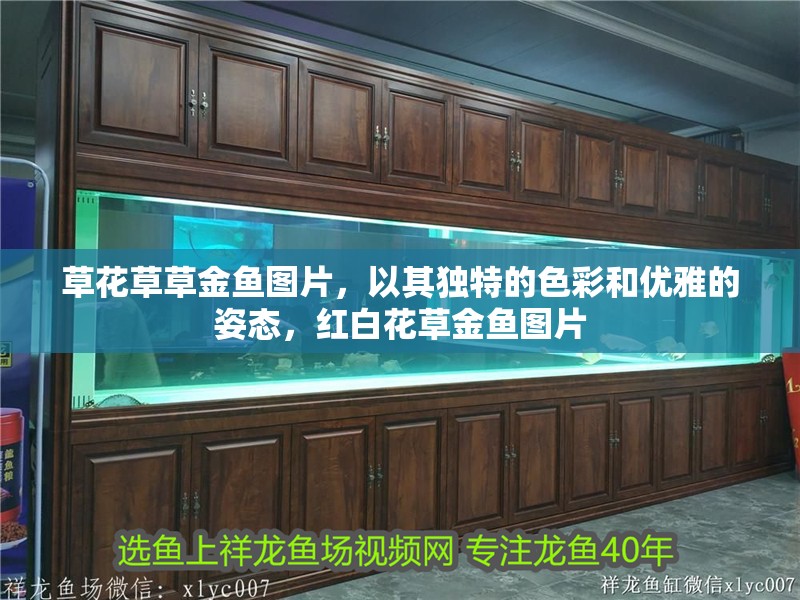 草花草草金魚圖片，以其獨特的色彩和優雅的姿態，紅白花草金魚圖片