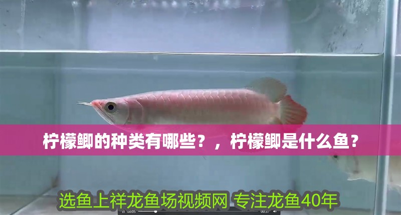 檸檬鯽的種類有哪些？，檸檬鯽是什么魚？