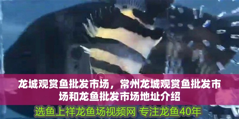 龍城觀賞魚批發市場，常州龍城觀賞魚批發市場和龍魚批發市場地址介紹