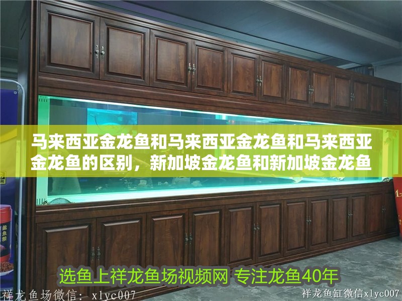 馬來西亞金龍魚和馬來西亞金龍魚和馬來西亞金龍魚的區(qū)別，新加坡金龍魚和新加坡金龍魚的區(qū)別