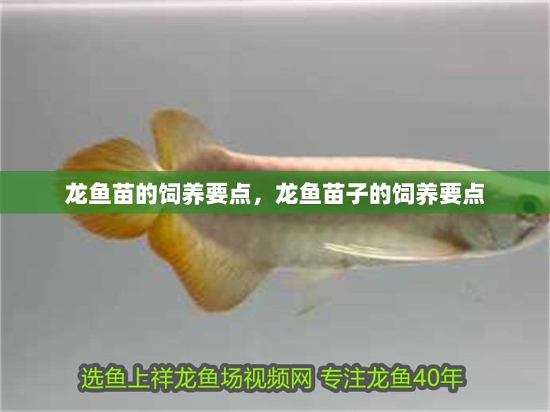 龍魚苗的飼養(yǎng)要點(diǎn)，龍魚苗子的飼養(yǎng)要點(diǎn)