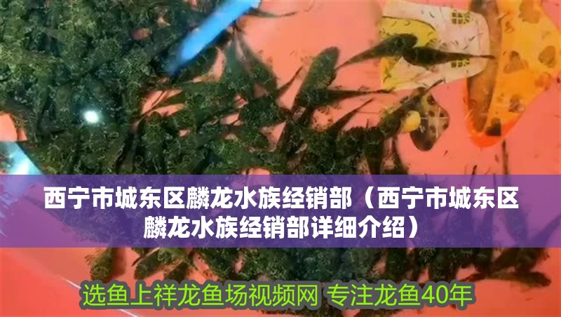 西寧市城東區麟龍水族經銷部（西寧市城東區麟龍水族經銷部詳細介紹）