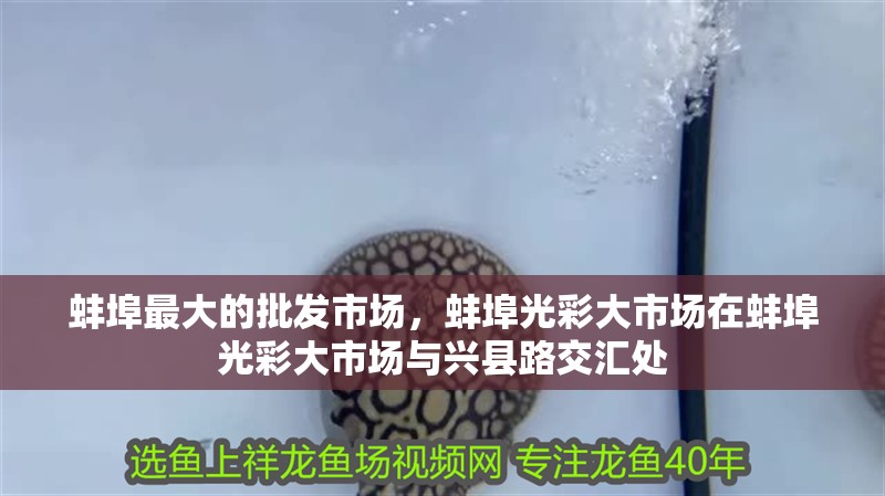 <strong><mark>蚌埠</mark></strong>最大的批發市場，<strong><mark>蚌埠</mark></strong>光彩大市場在<strong><mark>蚌埠</mark></strong>光彩大市場與興縣路交匯處