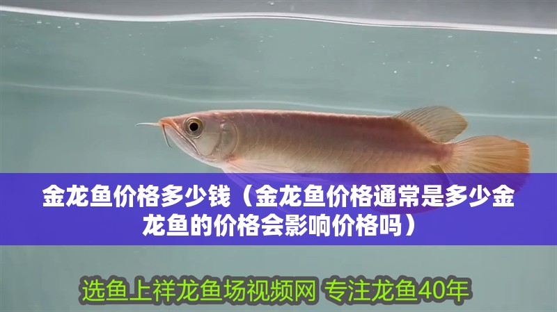 金龍魚價格多少錢（金龍魚價格通常是多少金龍魚的價格會影響價格嗎）