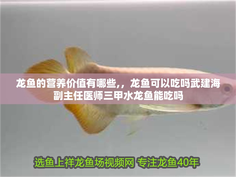 龍魚的營養價值有哪些,，龍魚可以吃嗎武建海副主任醫師三甲水龍魚能吃嗎