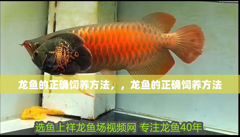 龍魚的正確飼養(yǎng)方法，，龍魚的正確飼養(yǎng)方法