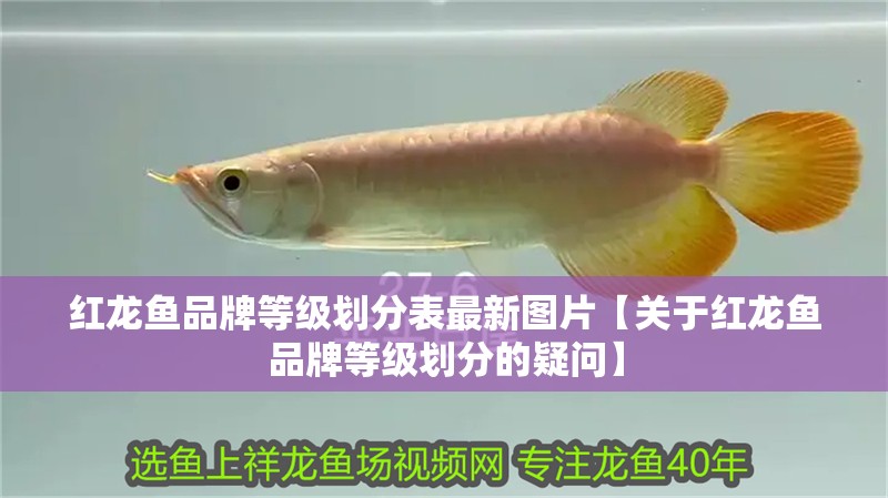 紅龍魚(yú)品牌等級(jí)劃分表最新圖片【關(guān)于紅龍魚(yú)品牌等級(jí)劃分的疑問(wèn)】