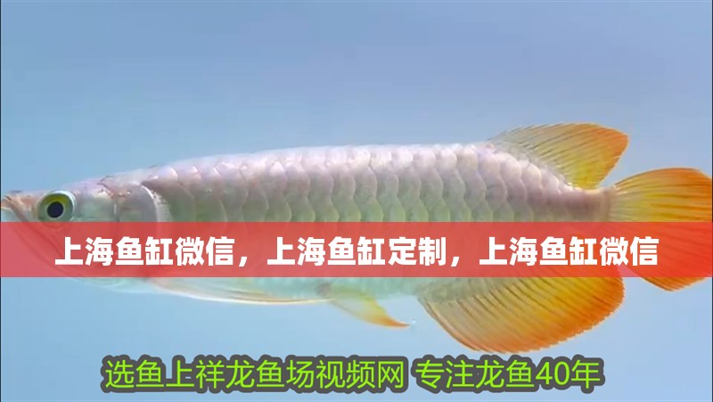 上海魚缸微信，上海魚缸定制，上海魚缸微信