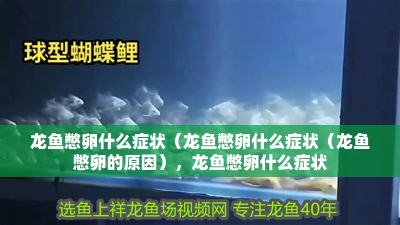 龍魚憋卵什么癥狀（龍魚憋卵什么癥狀（龍魚憋卵的原因），龍魚憋卵什么癥狀