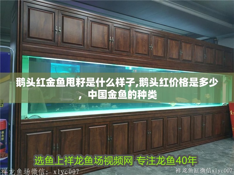 鵝頭紅金魚甩籽是什么樣子,鵝頭紅價格是多少，中國金魚的種類