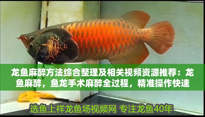 龍魚麻醉方法綜合整理及相關視頻資源推薦：龍魚麻醉，魚龍手術麻醉全過程，精準操作快速恢復半只淑熊 龍魚麻醉方法綜合整理及相關視頻資源推薦：龍魚麻醉，魚龍手術麻醉全過程，精準操作快速恢復半只淑熊 觀賞魚百科 第3張