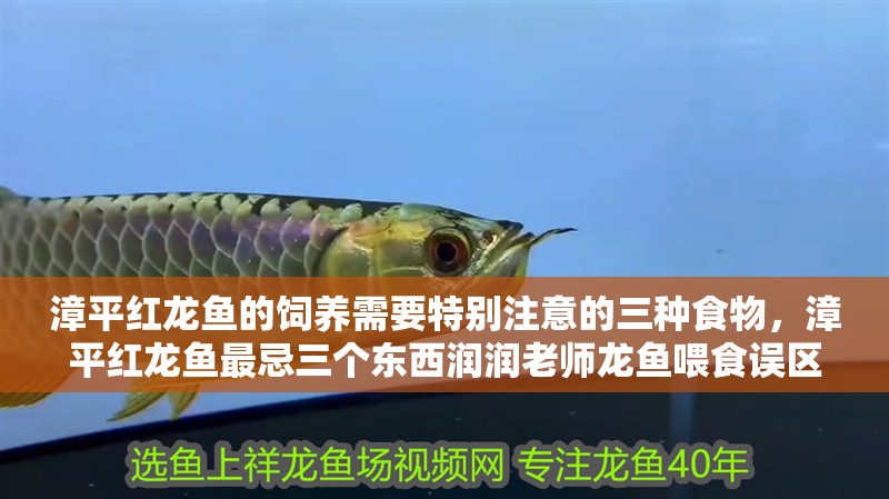 漳平紅龍魚的飼養需要特別注意的三種食物，漳平紅龍魚最忌三個東西潤潤老師龍魚喂食誤區