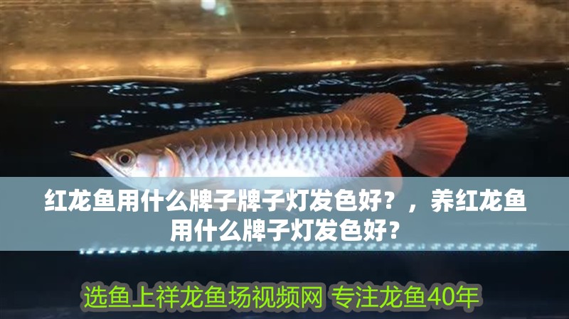 紅龍魚用什么牌子牌子燈發(fā)色好？，養(yǎng)紅龍魚用什么牌子燈發(fā)色好？