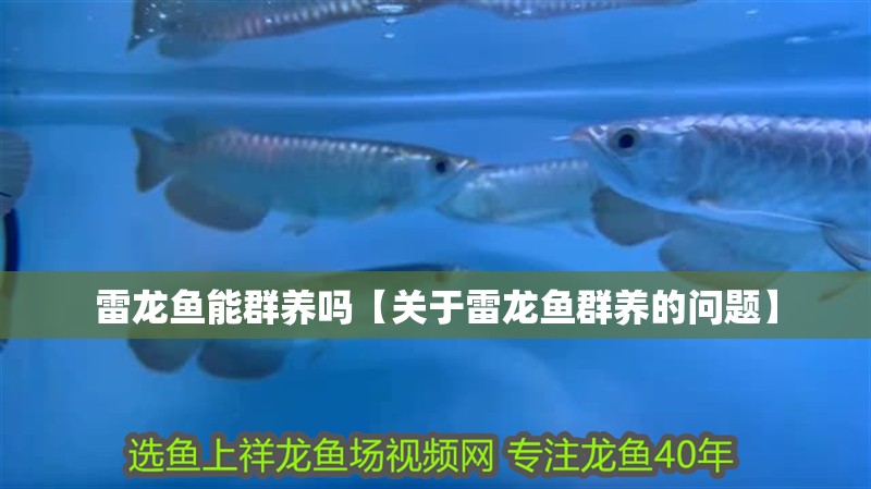 雷龍魚能群養(yǎng)嗎【關(guān)于雷龍魚群養(yǎng)的問題】
