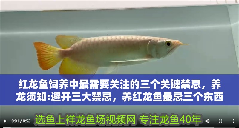 紅龍魚飼養中最需要關注的三個關鍵禁忌，養龍須知:避開三大禁忌，養紅龍魚最忌三個東西