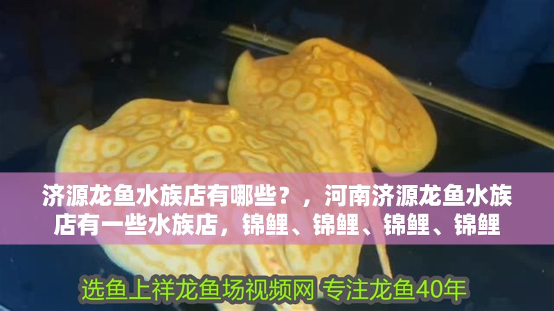 濟源龍魚水族店有哪些？，河南濟源龍魚水族店有一些水族店，錦鯉、錦鯉、錦鯉、錦鯉
