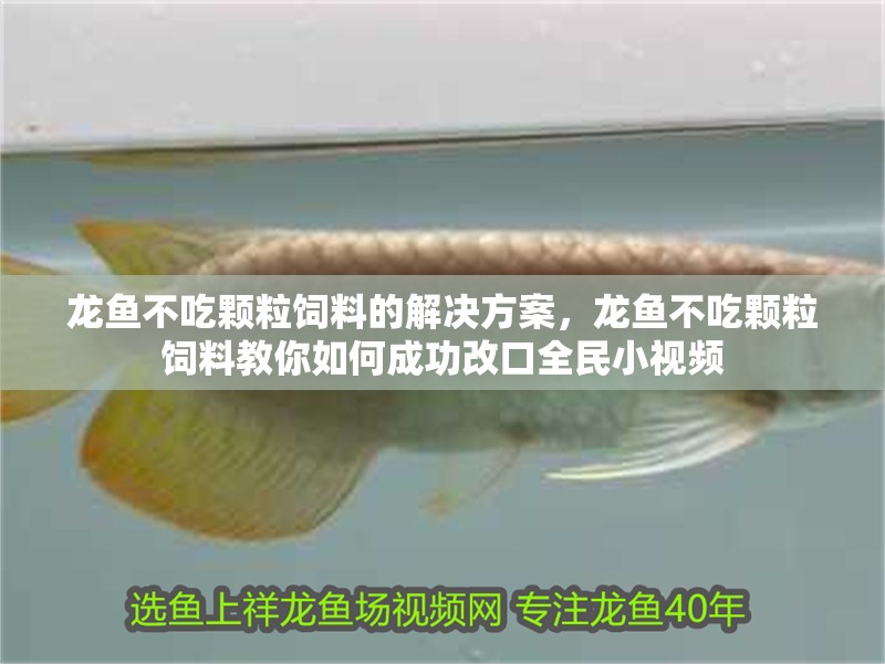 龍魚不吃顆粒飼料的解決方案，龍魚不吃顆粒飼料教你如何成功改口全民小視頻