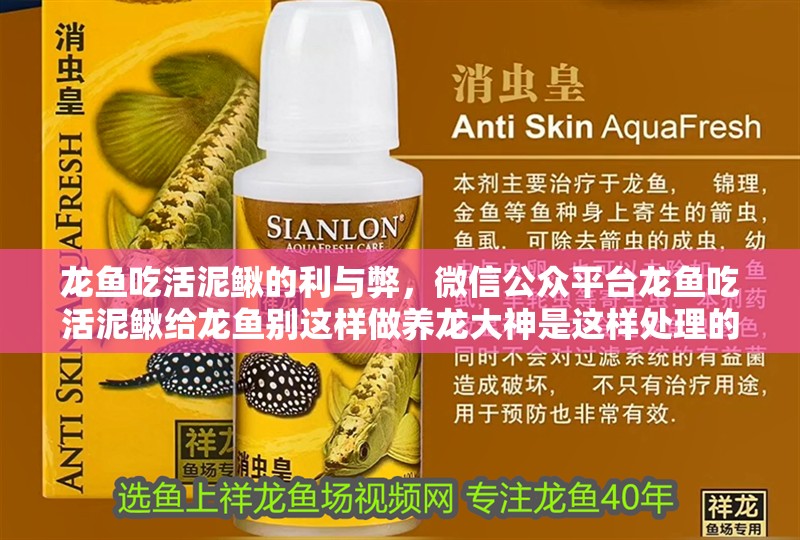 龍魚吃活泥鰍的利與弊，微信公眾平臺龍魚吃活泥鰍給龍魚別這樣做養龍大神是這樣處理的