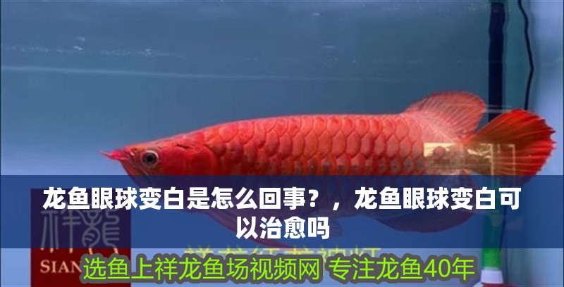 龍魚眼球變白是怎么回事？，龍魚眼球變白可以治愈嗎