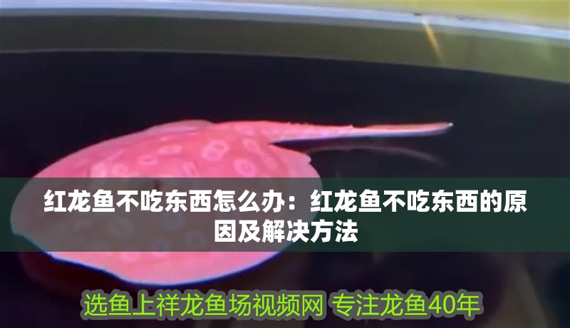 紅龍魚不吃東西怎么辦：紅龍魚不吃東西的原因及解決方法