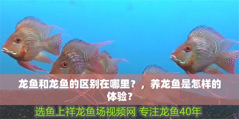 龍魚和龍魚的區別在哪里？，養龍魚是怎樣的體驗？
