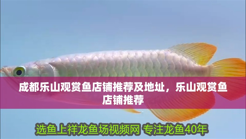 成都樂山觀賞魚店鋪推薦及地址，樂山觀賞魚店鋪推薦