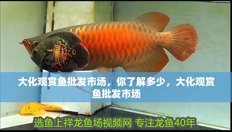 大化觀賞魚批發市場，你了解多少，大化觀賞魚批發市場 大化觀賞魚批發市場，你了解多少，大化觀賞魚批發市場 觀賞魚百科