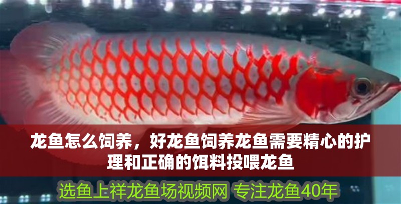龍魚怎么飼養，好龍魚飼養龍魚需要精心的護理和正確的餌料投喂龍魚