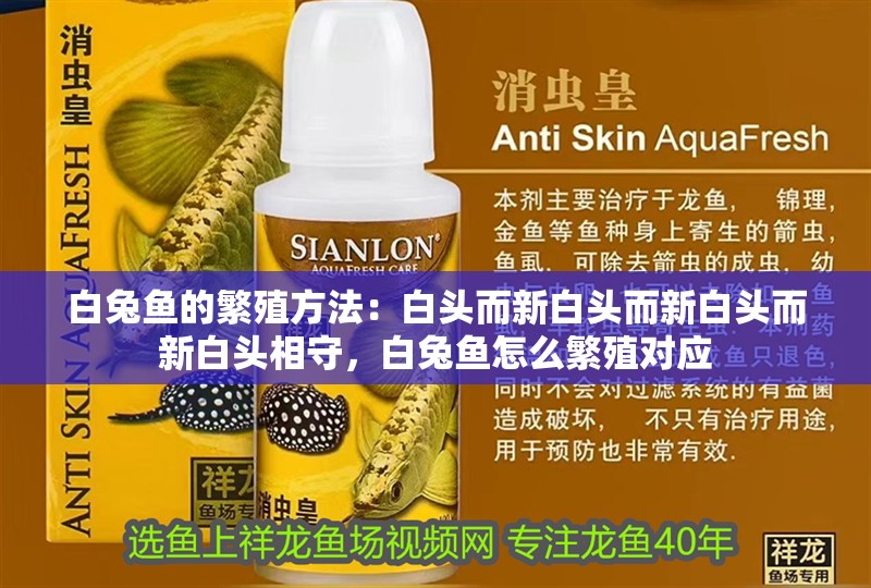 白兔魚的繁殖方法：白頭而新白頭而新白頭而新白頭相守，白兔魚怎么繁殖對應